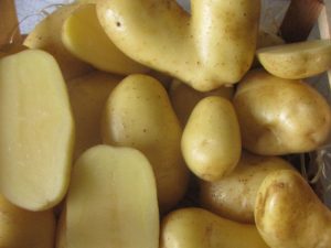 Axenia, Kartoffel